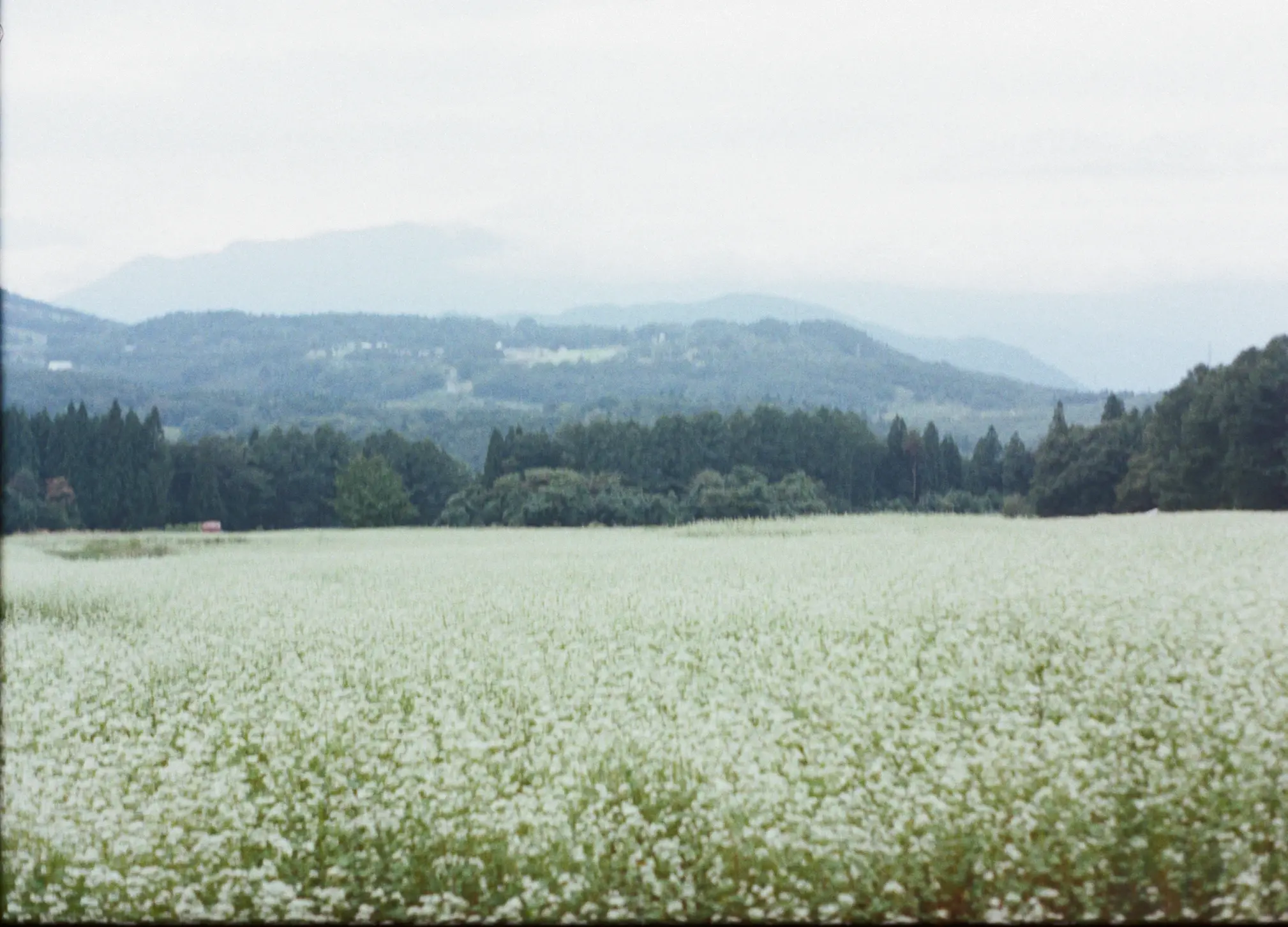 youthful days - 耕す、そして、実らせる。