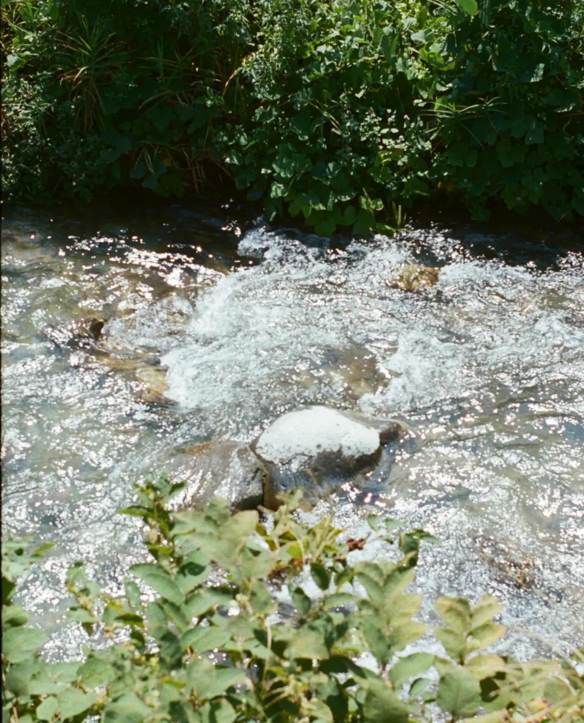 雪をかぶった木々のクローズアップ